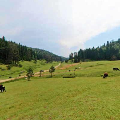 Animals